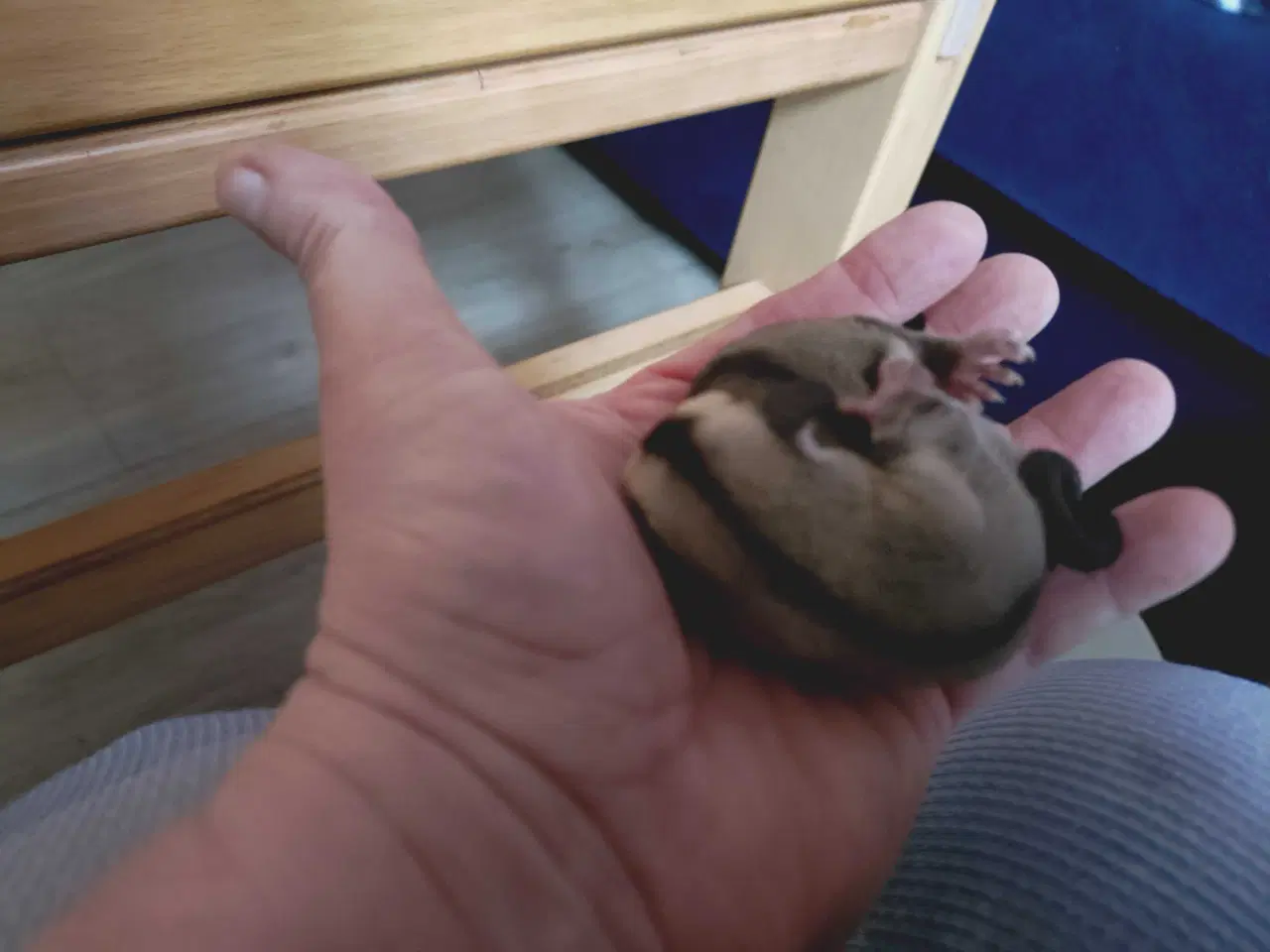 Billede 3 - Sugar glider unger to drenge