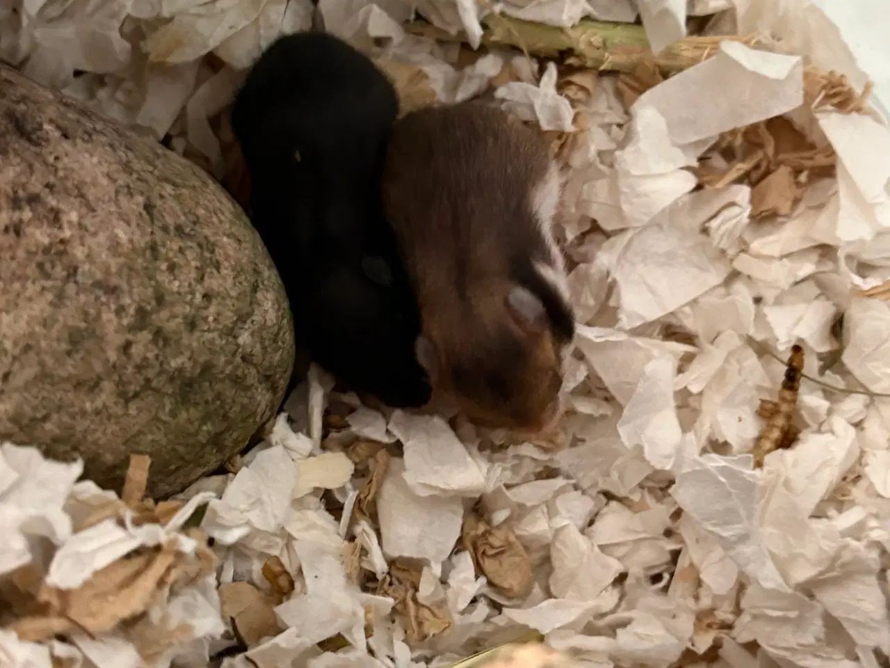 Billede 1 - Guldhamster