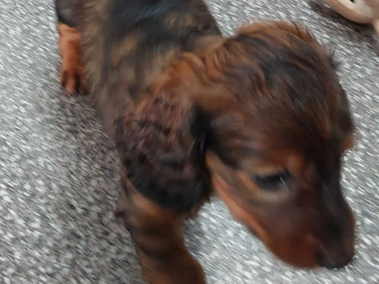 Billede 4 - Langhåret gravhund 