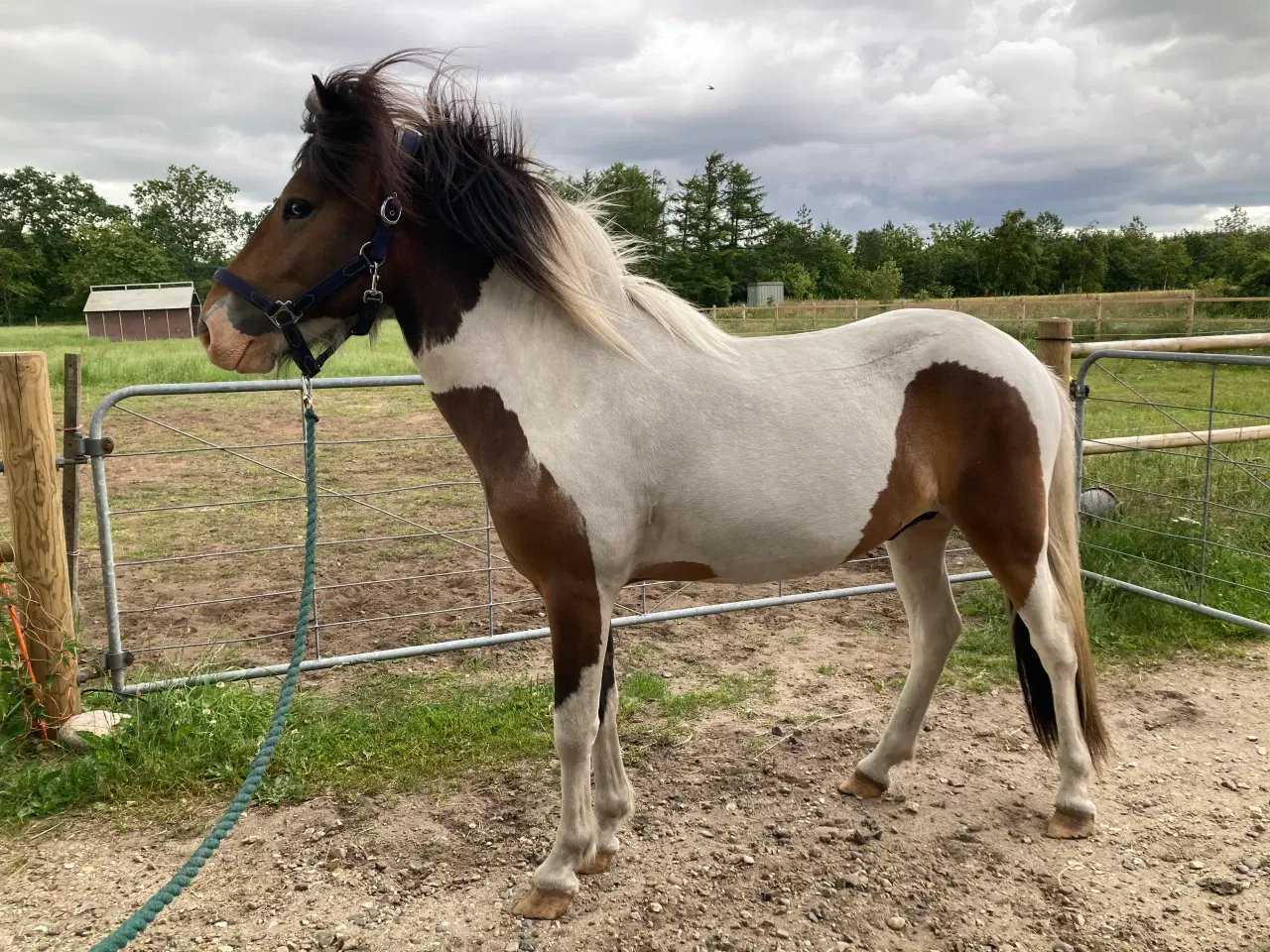 Billede 18 - 2 års islænder hingst