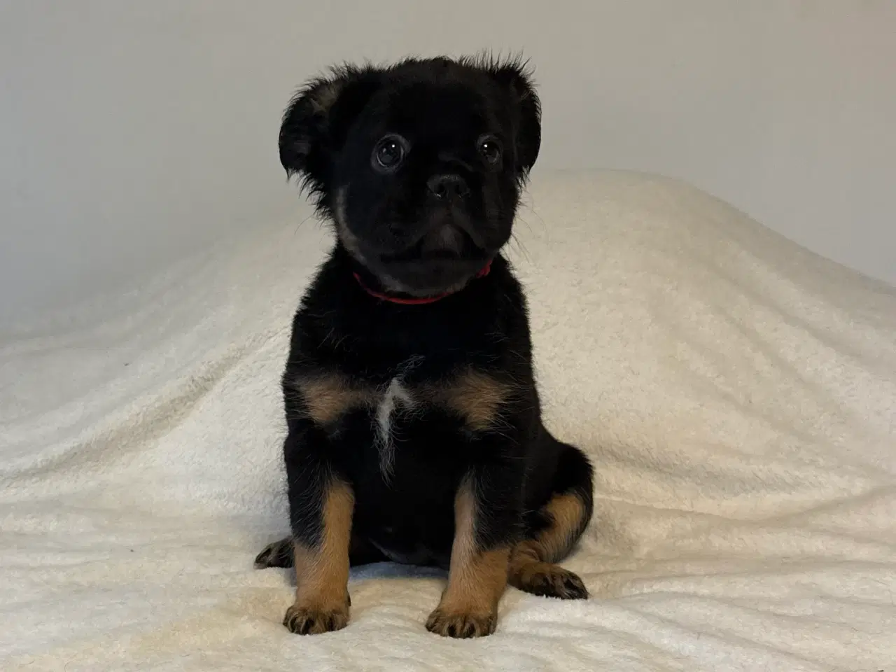 Billede 5 - Fluffy Fransk bulldog valpar leveranklara