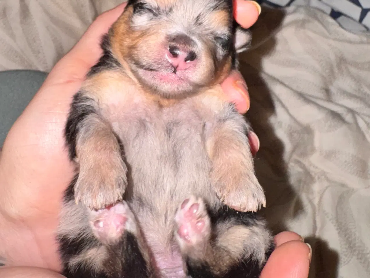 Billede 7 - Pomeranian Merle 