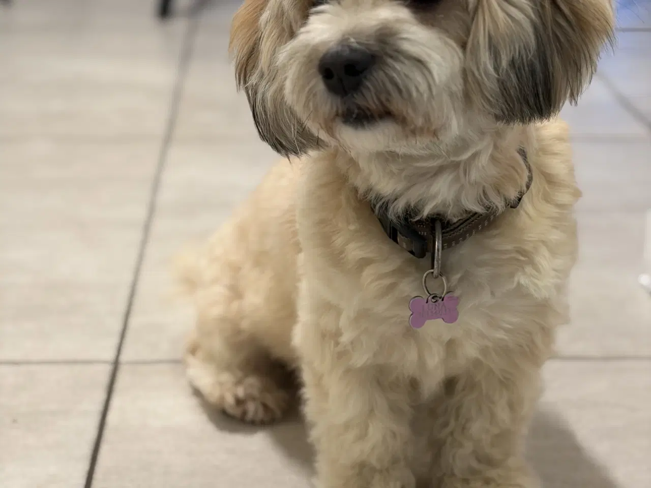 Billede 7 - Bichon havanise 