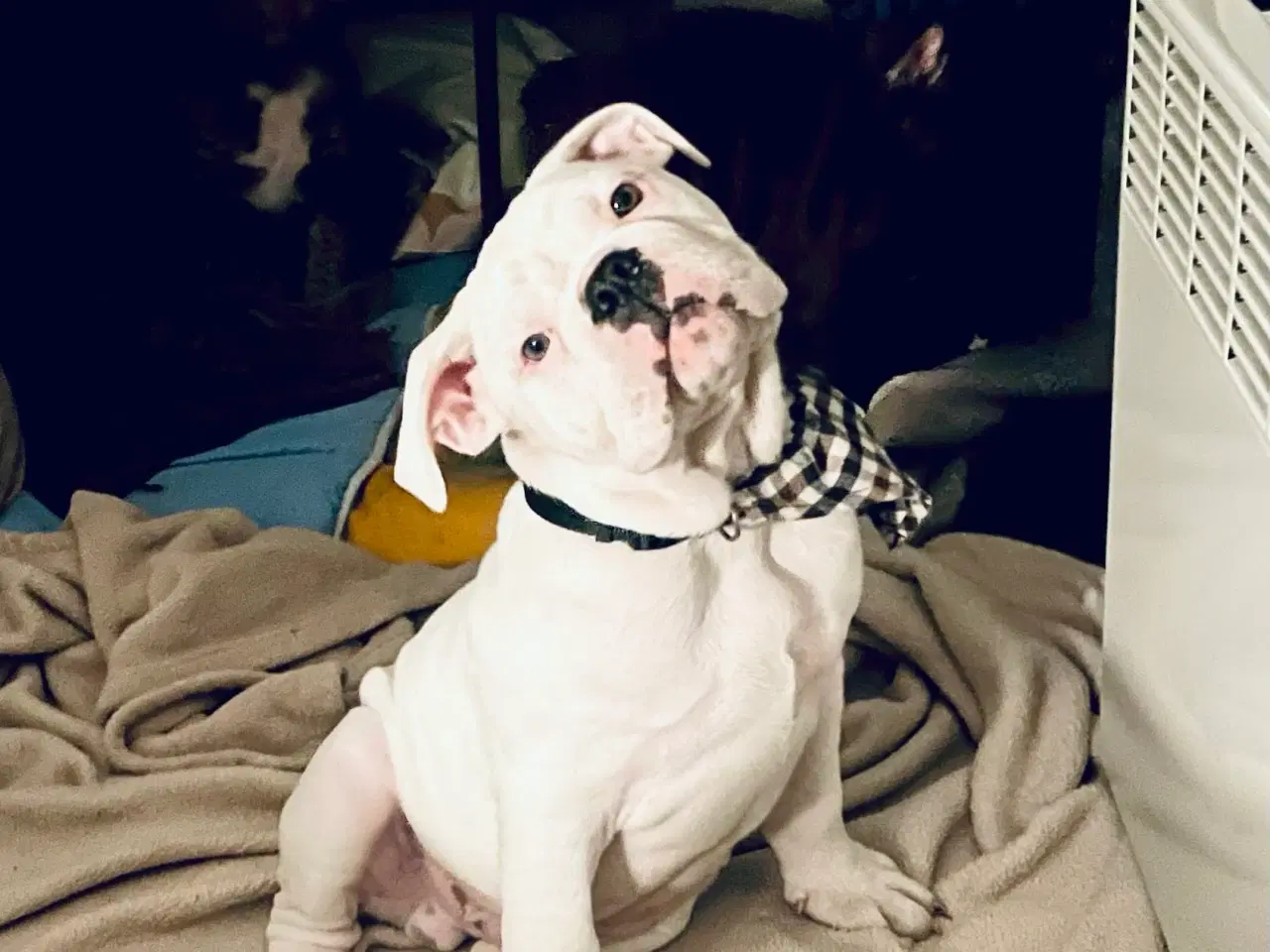 Billede 3 - Olde English bulldog 6 mdr