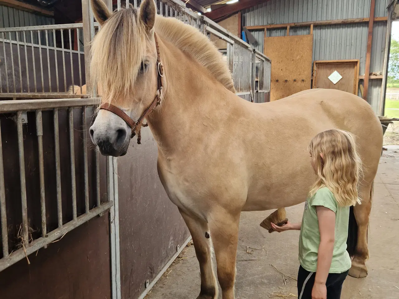 Billede 3 - Part søges til fjordhest