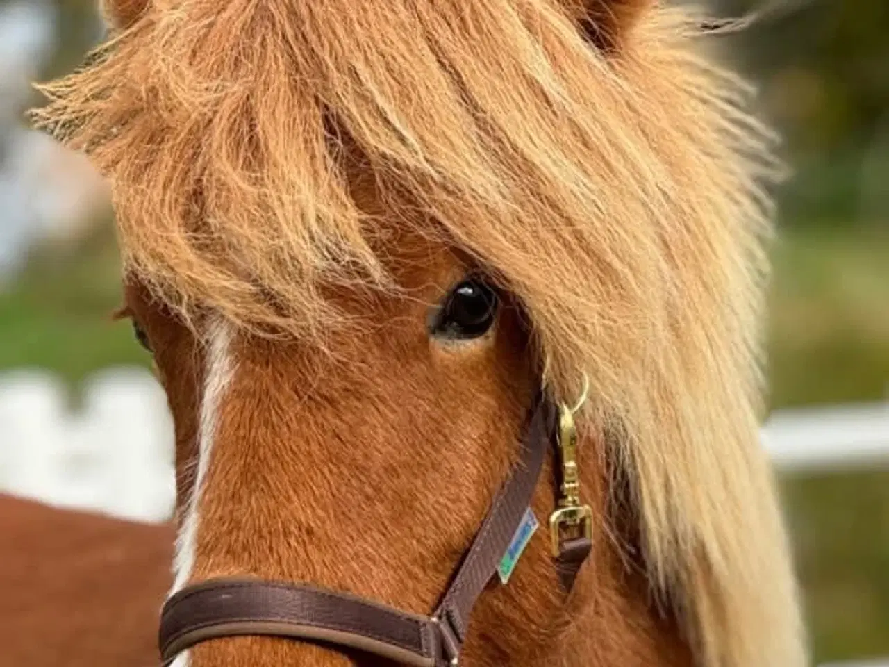 Billede 1 - 2 års islænder hingst Naturtølter