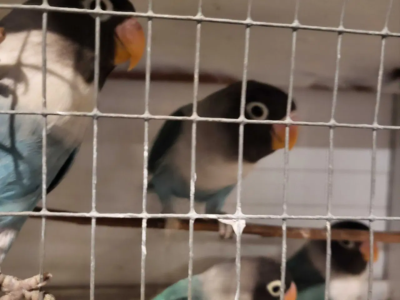 Billede 2 - Papegøje 