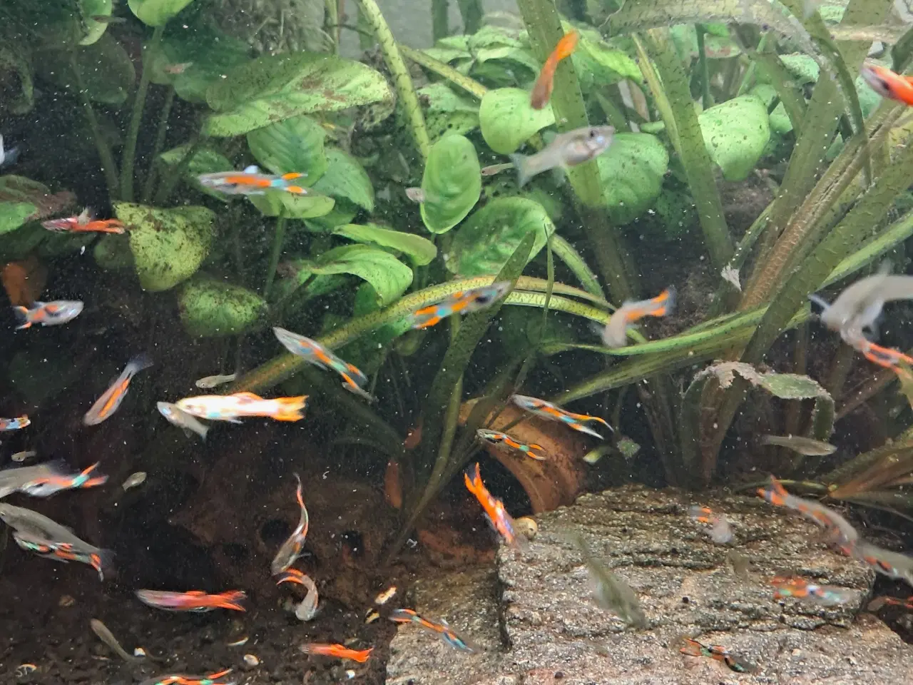Billede 7 - endler guppy 