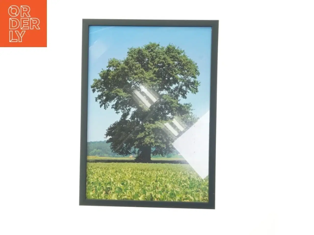 Billede 1 - Indrammet billede af træ i landskab (str. 29,8x42 cm)