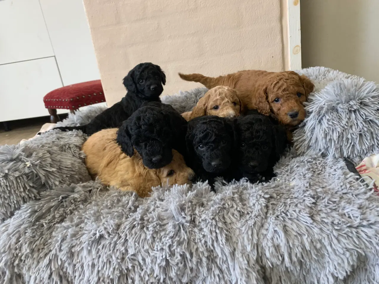 Billede 6 - Mini Golden Doodle F1B babyer 