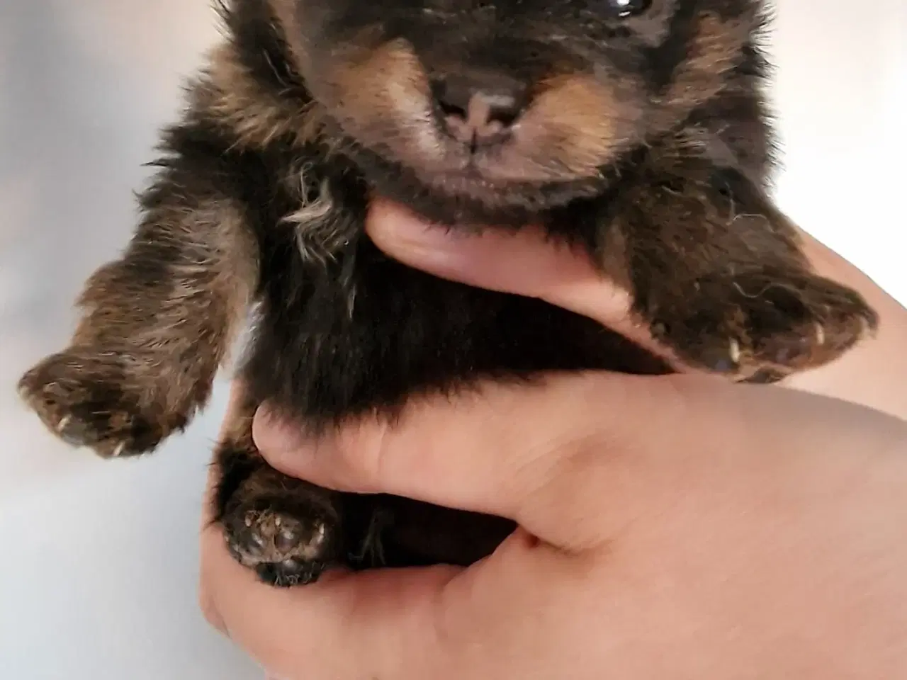 Billede 4 - Pomeranian  3 uger Black an tan 