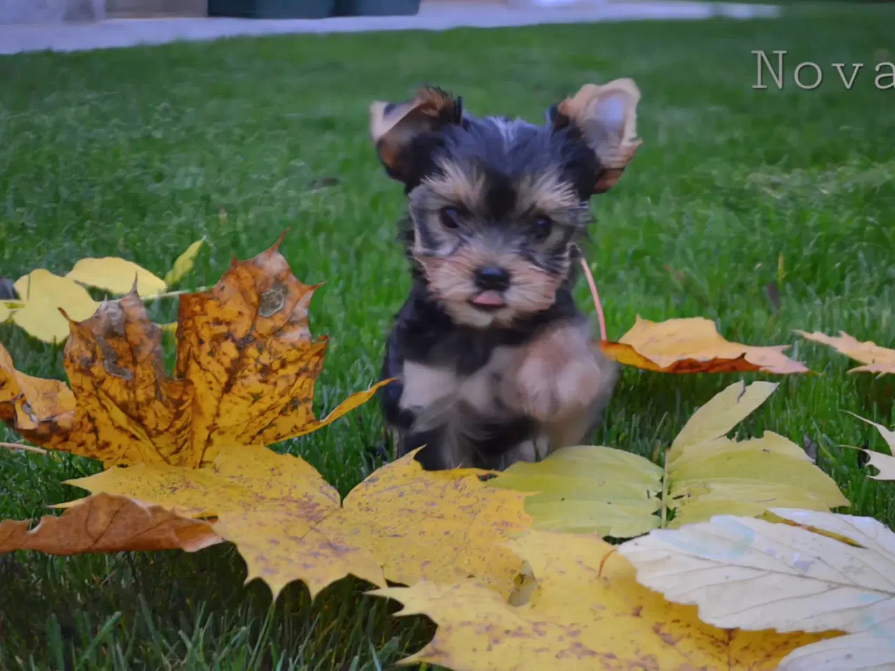 Billede 9 - Skønne Yorkshire Terrier hvalpe til salg!