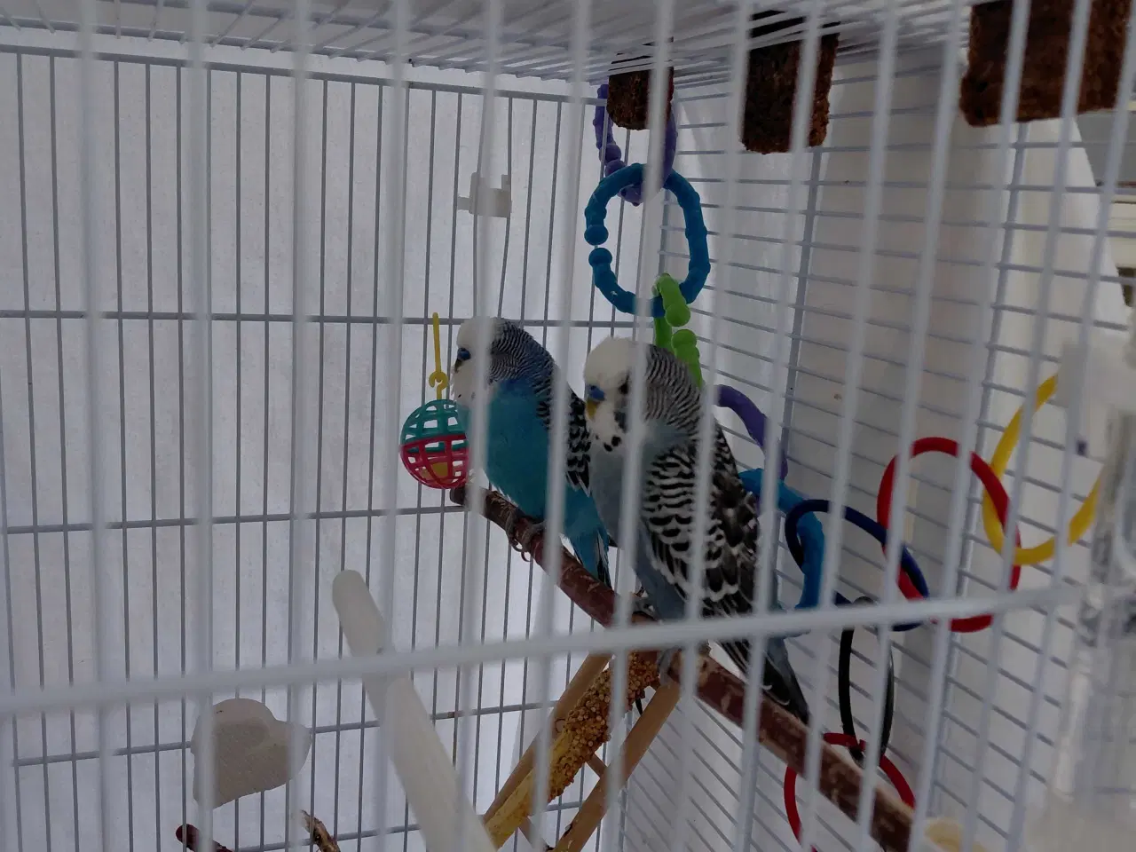 Billede 3 - Undulater med bur - Til godt og blivende hjem