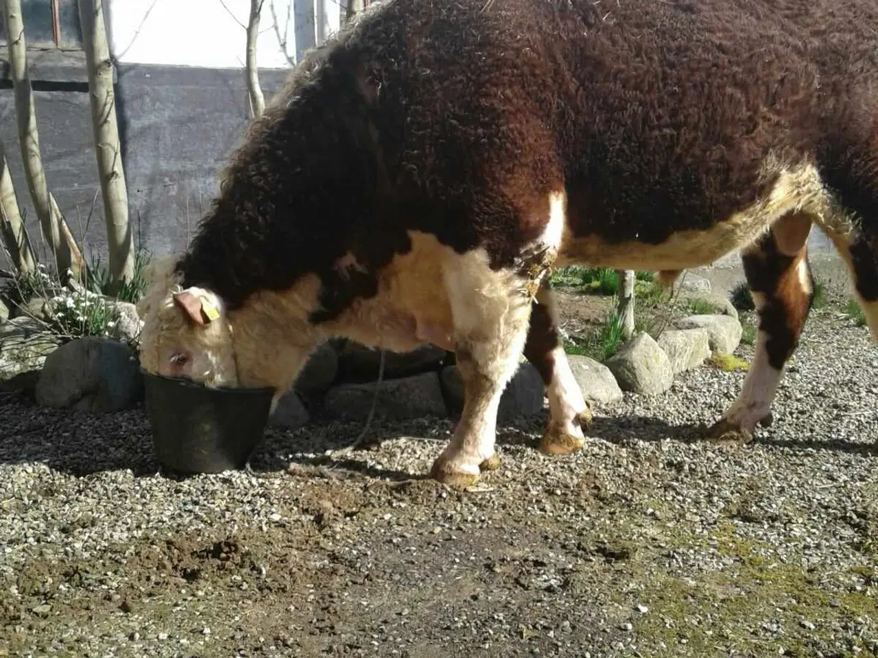 Billede 1 - HereFord Løbetyr