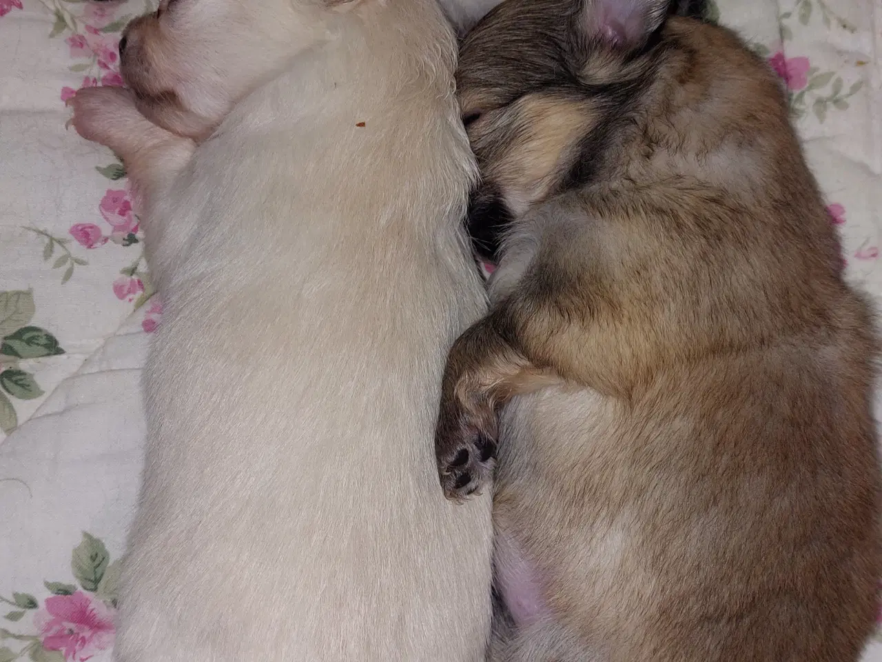 Billede 2 - Pomchi Hvalpe 