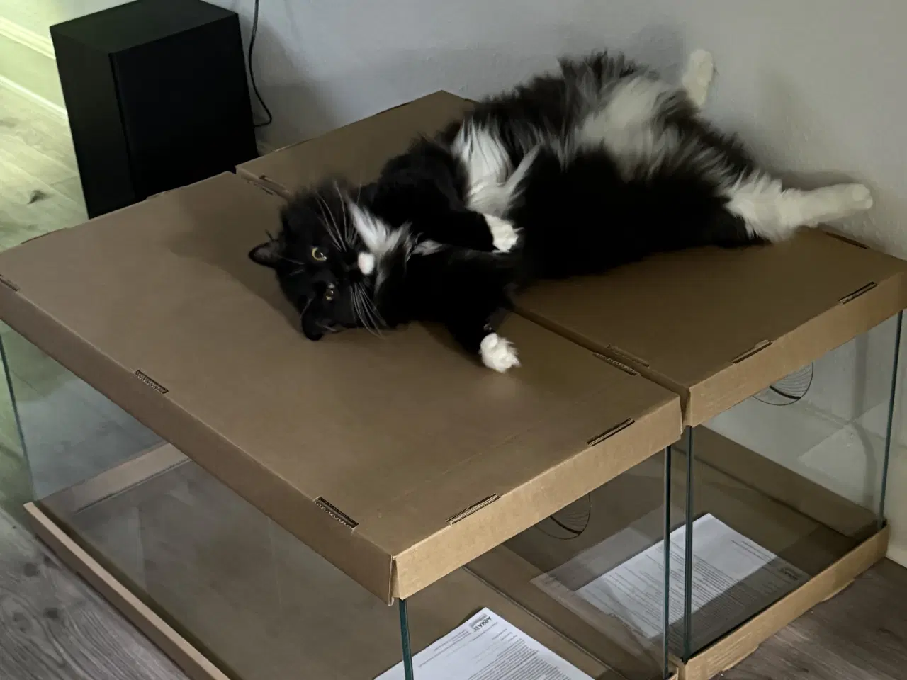 Billede 12 - Onkel Ole søger nyt hjem 