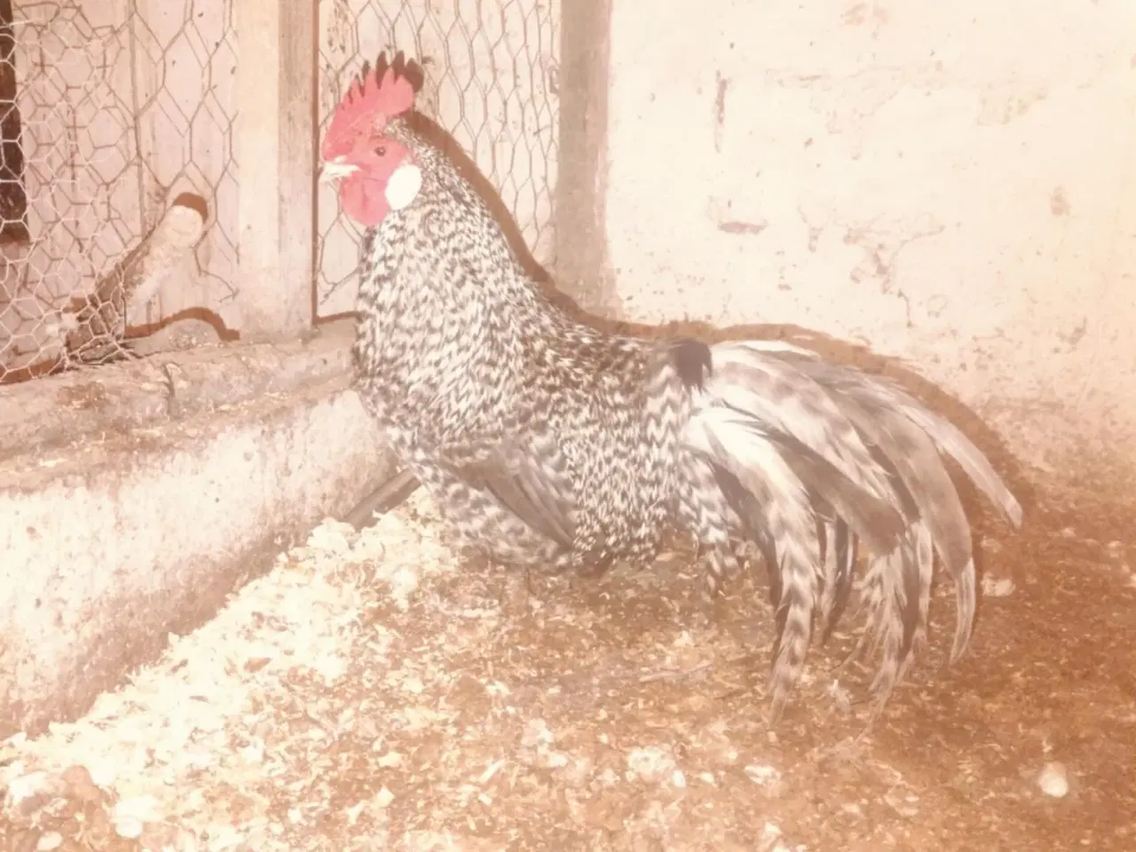 Billede 2 - Danske landhøns i sorte og gråtavlede 