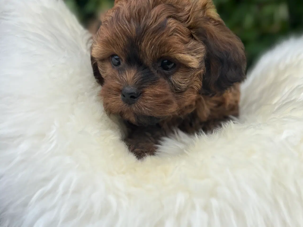 Billede 4 - Shihpoo 