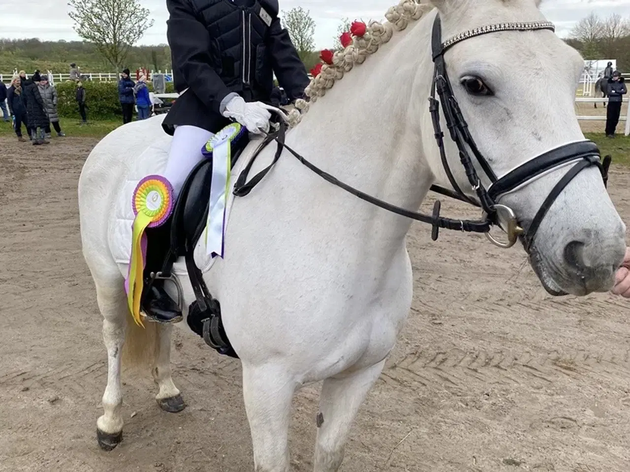 Billede 4 - Irsk pony sælges