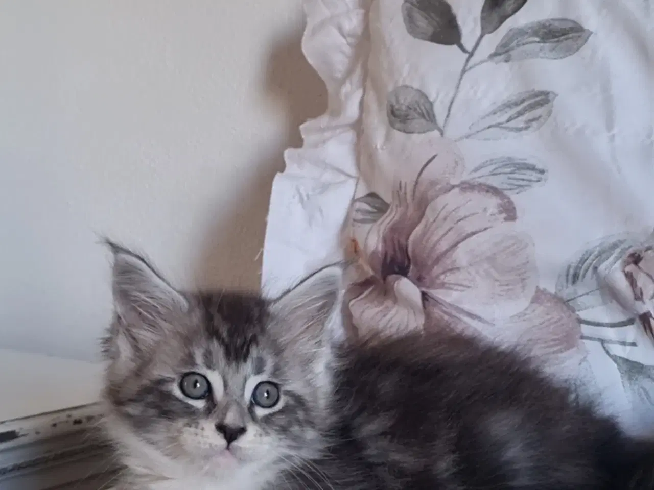 Billede 6 - Maine Coon med stamtavle 
