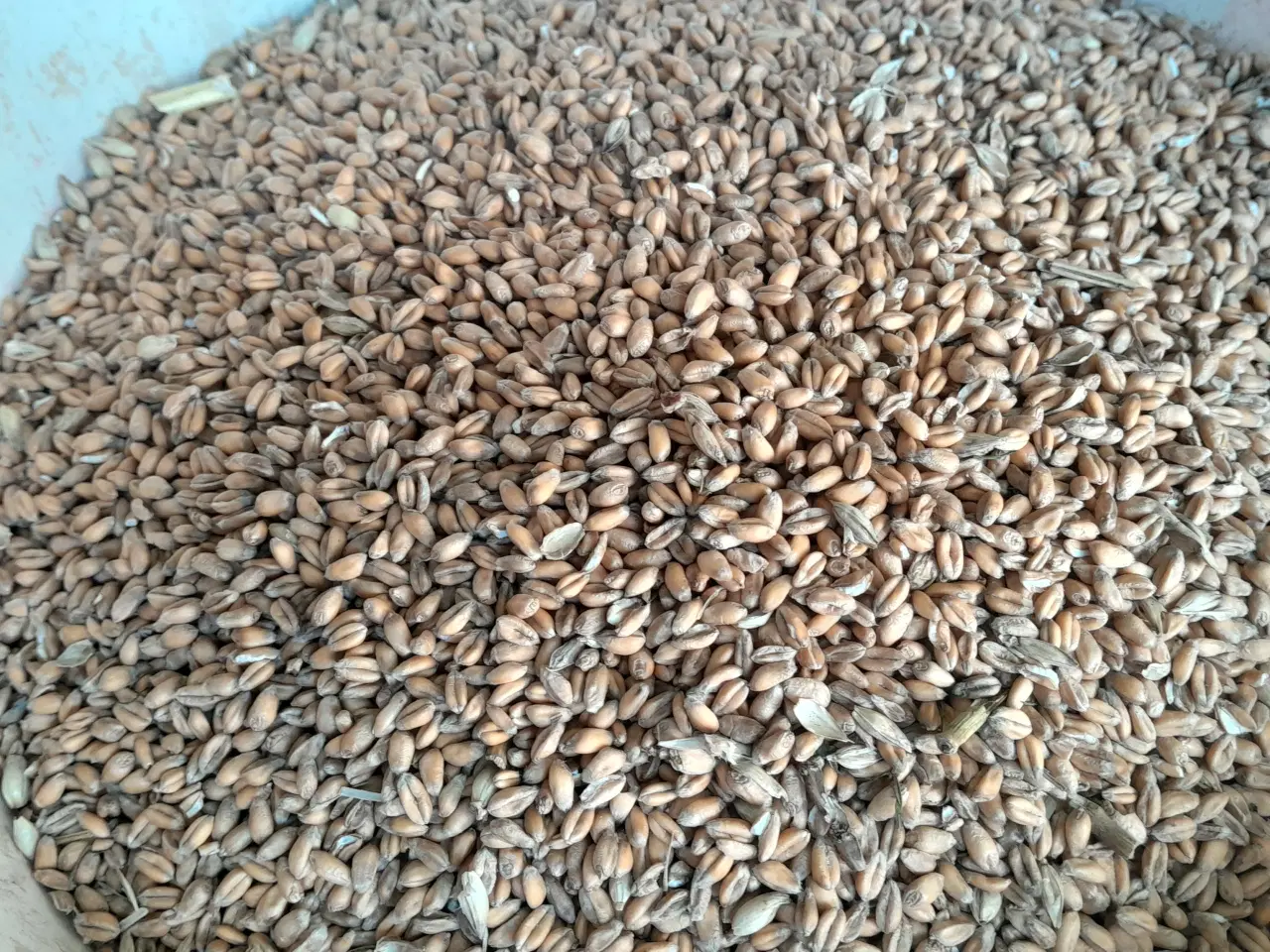 Billede 1 - Hvede korn sælges