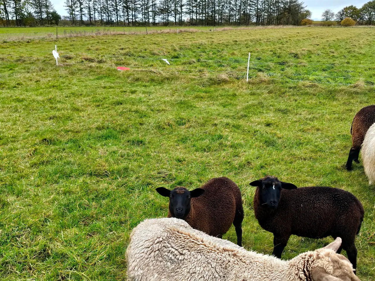 Billede 1 - får med lam
