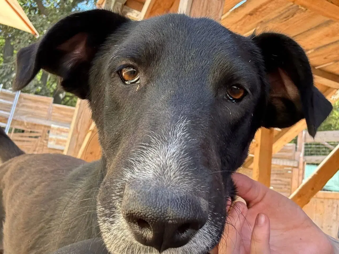 Billede 3 - Gadehunden Milio søger sin helt egen familie❤️