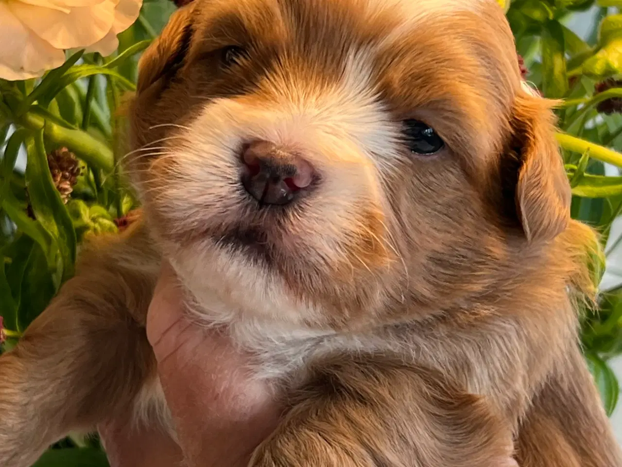 Billede 6 - Smukke Røde & Abrikos 