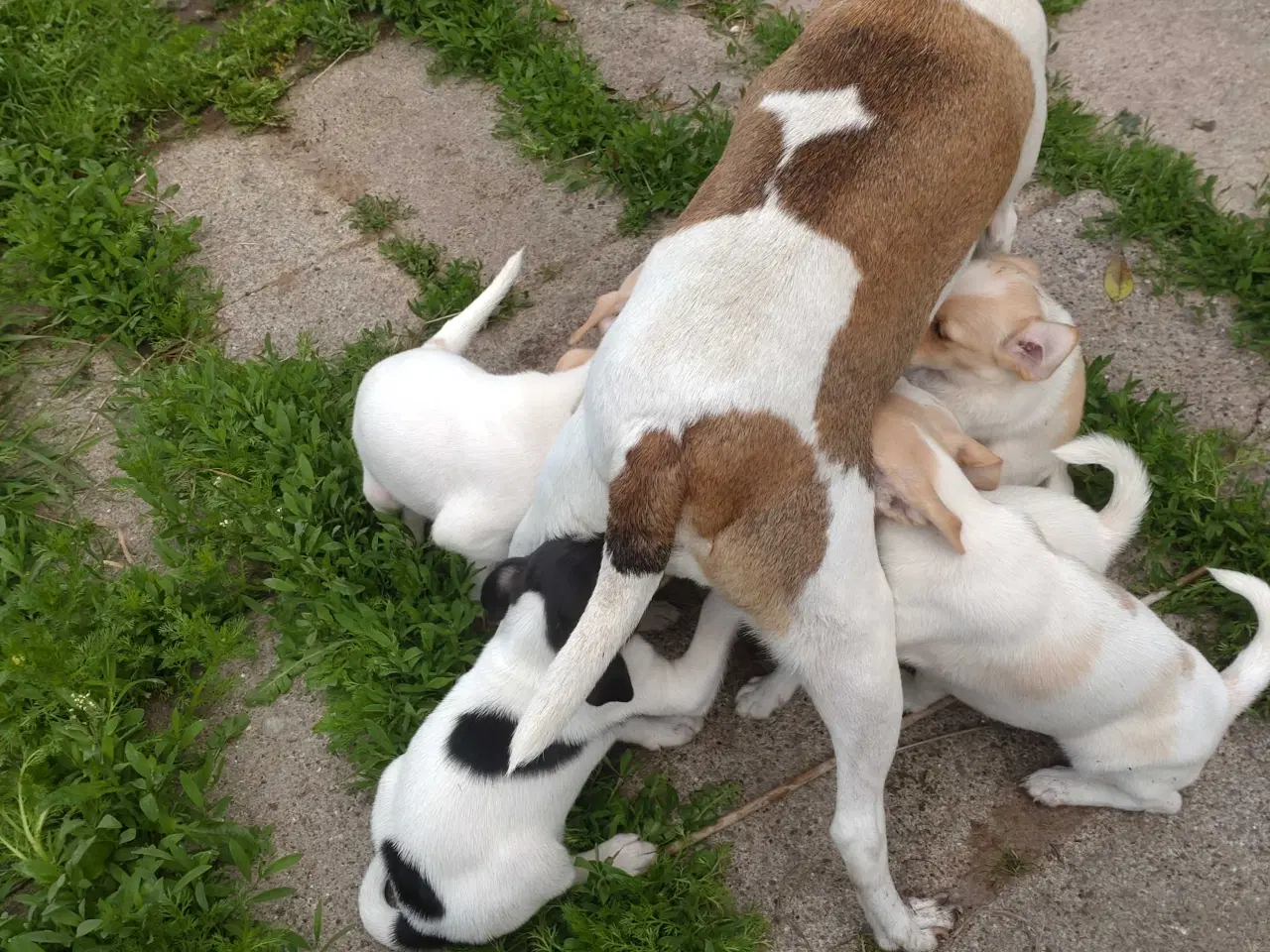 Billede 7 - Dansk/svensk gårdhunde hvalpe