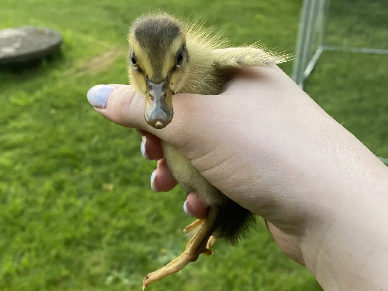 Billede 4 - Rugeæg fra løbeænder