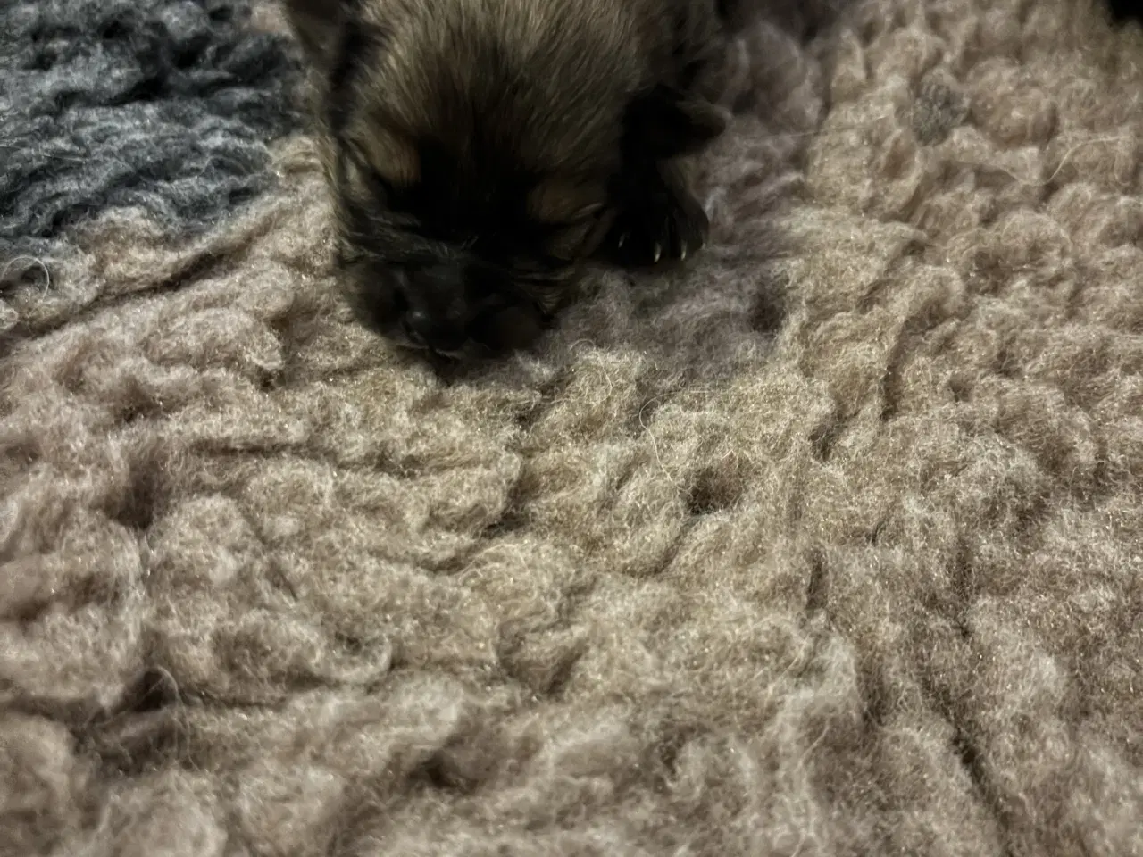 Billede 5 - Pomeranian hvalpe 4 drenge