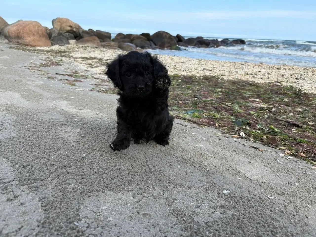 Billede 1 - 2 Dejlige Maltipoo drenge