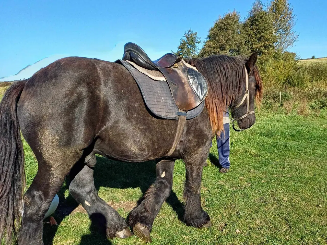 Billede 5 - Jysk hest, 2 års hingst