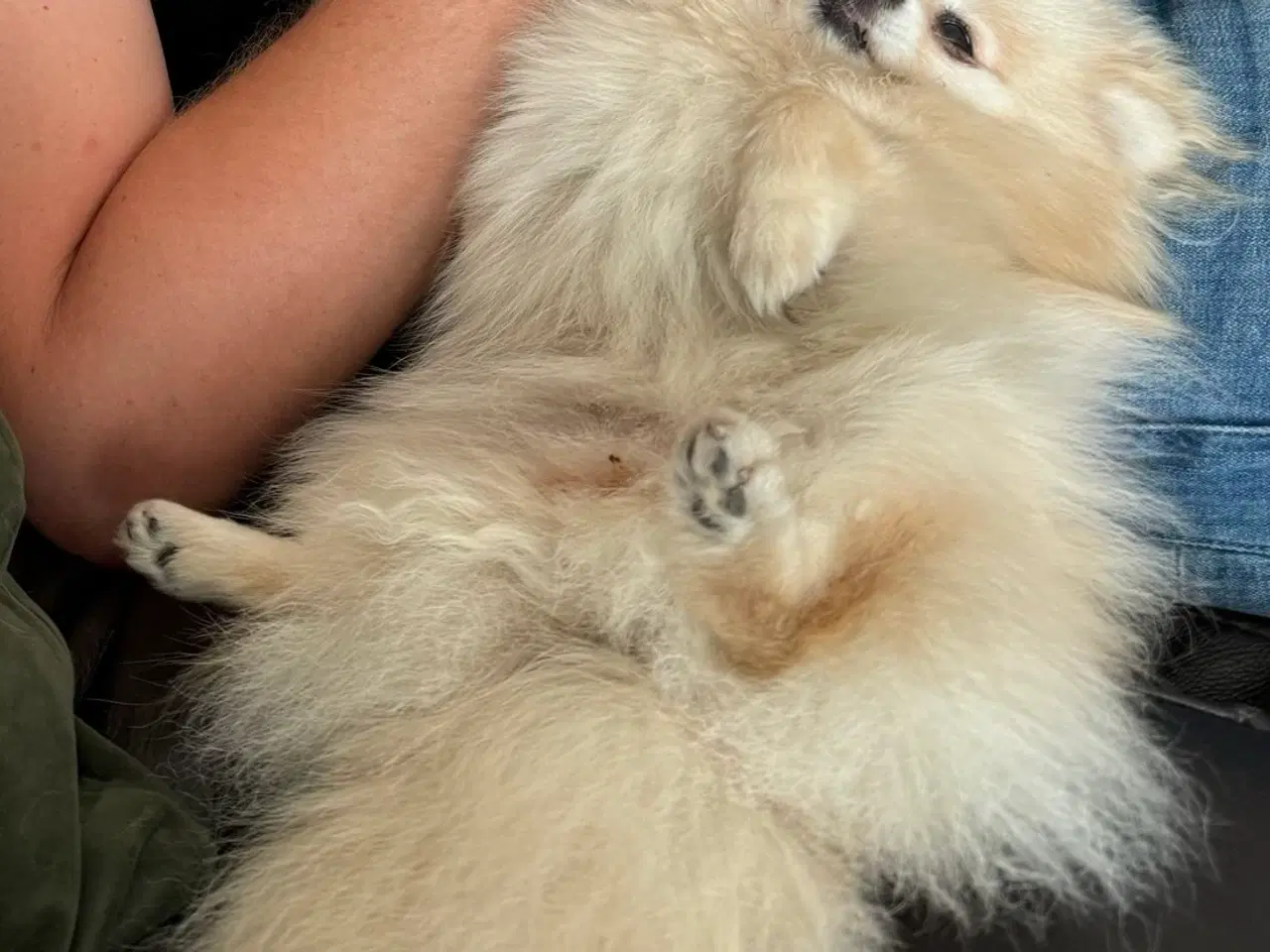 Billede 5 - Pomeranian søger nyt kærligt hjem