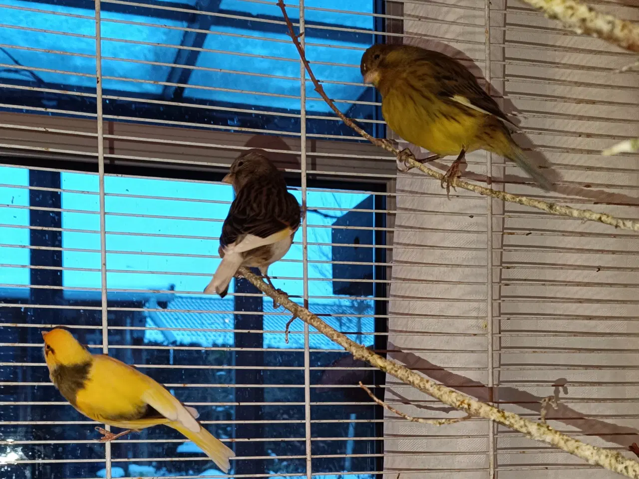 Billede 3 - Kanariefugle. Hanner og hunner 1-2-3 år