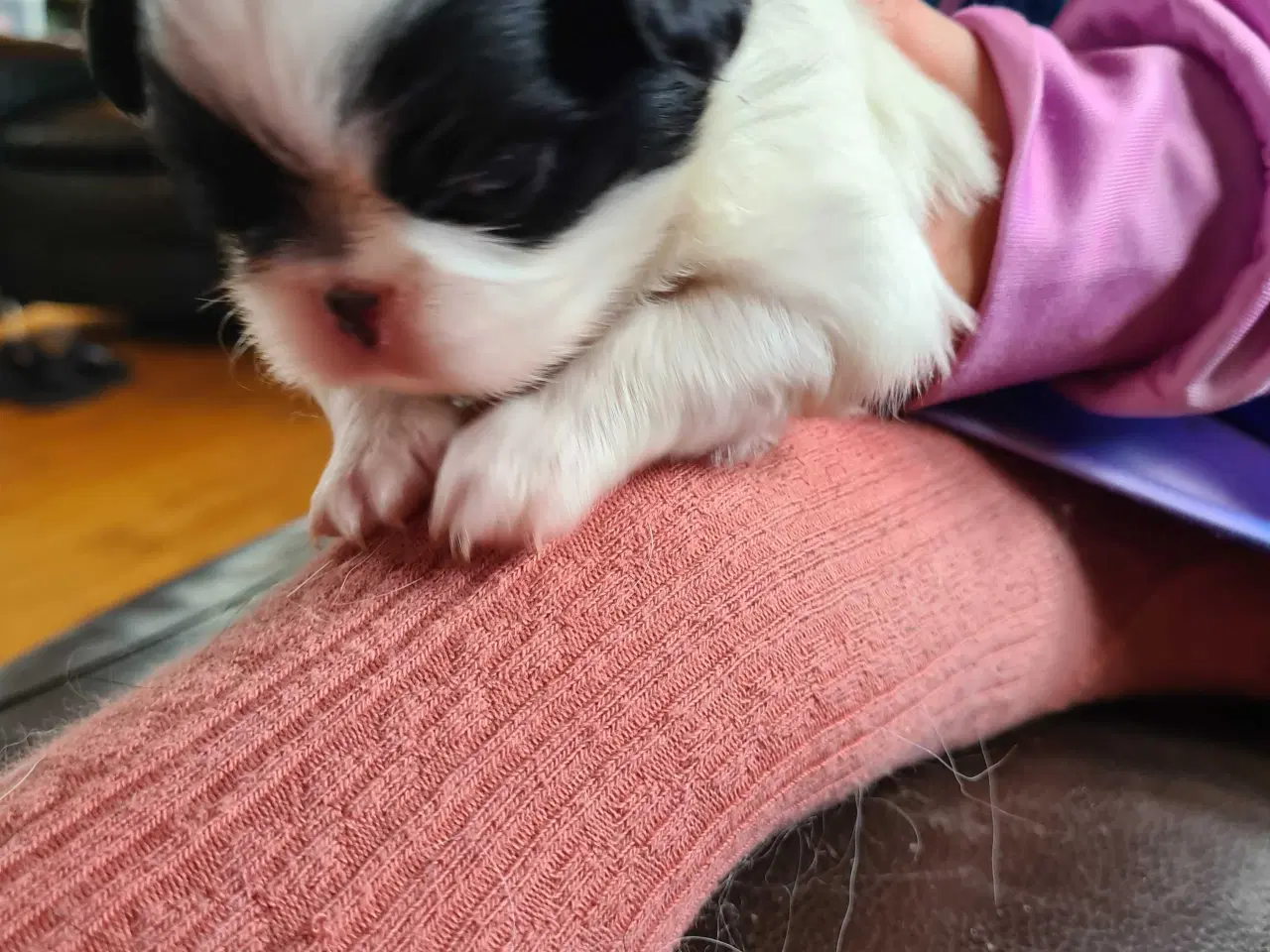 Billede 11 - Japanese chin hvalpe 