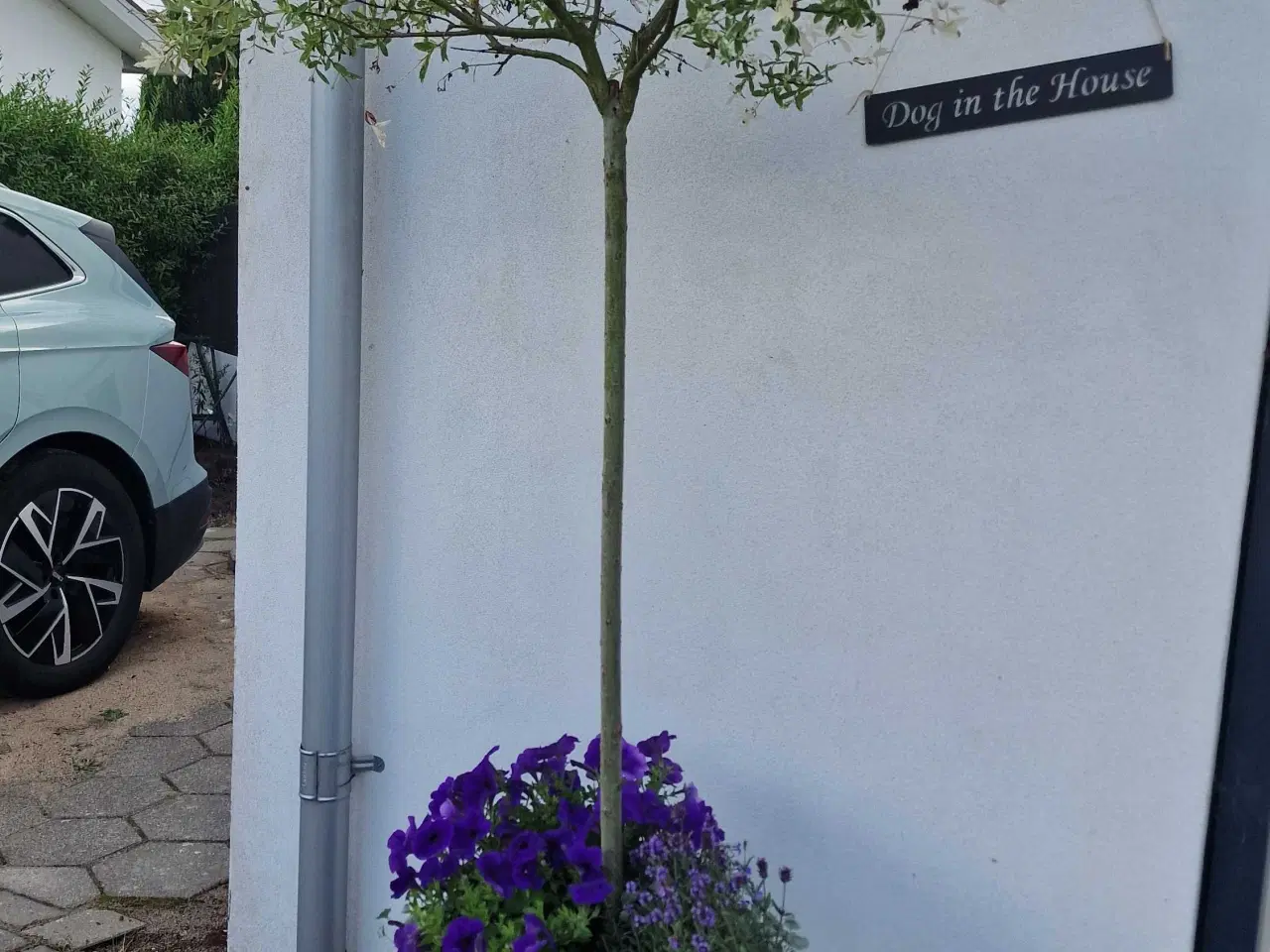 Billede 3 - Flotte store potter med planter