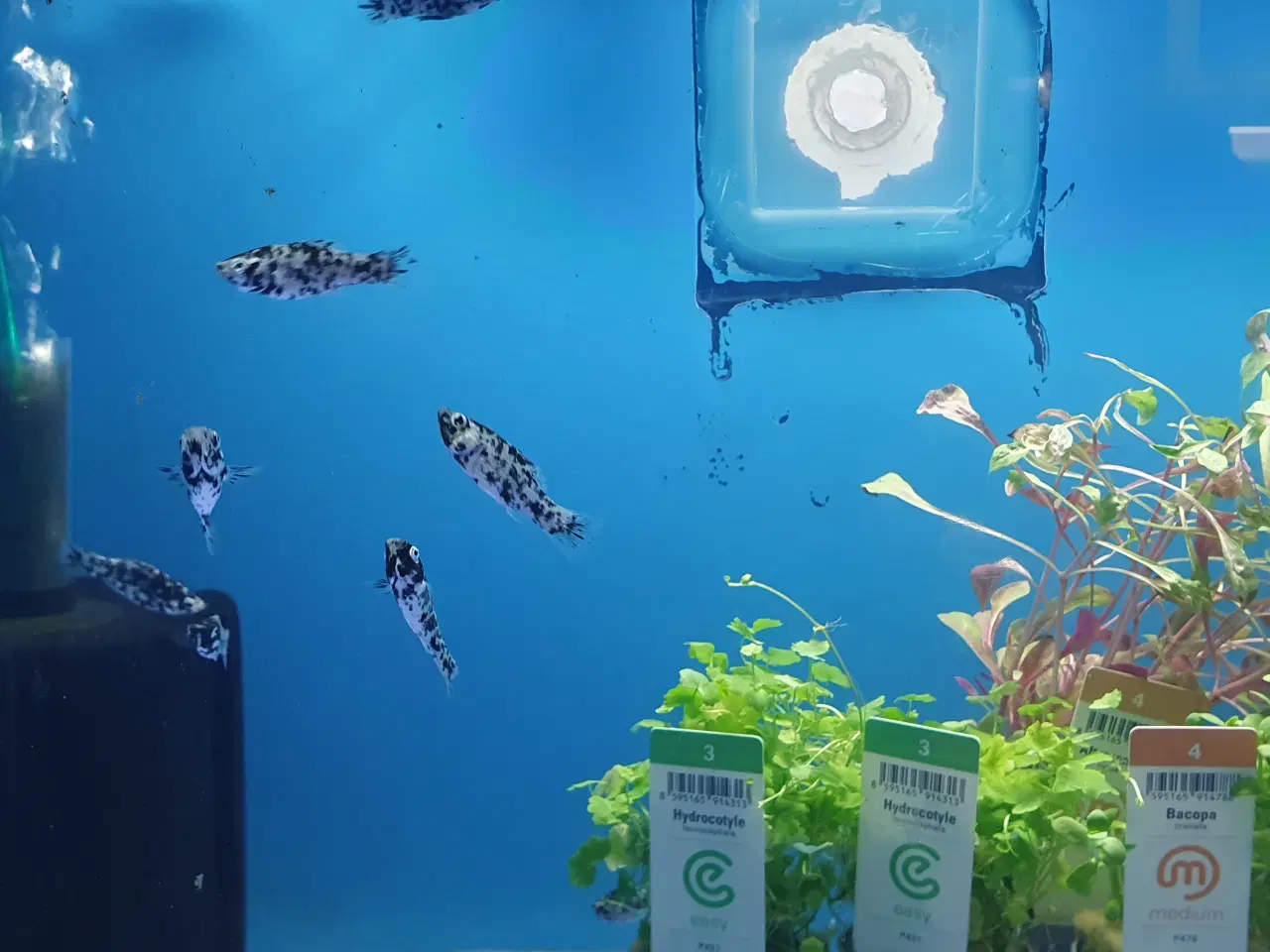 Billede 3 - Molly sølv marmor 