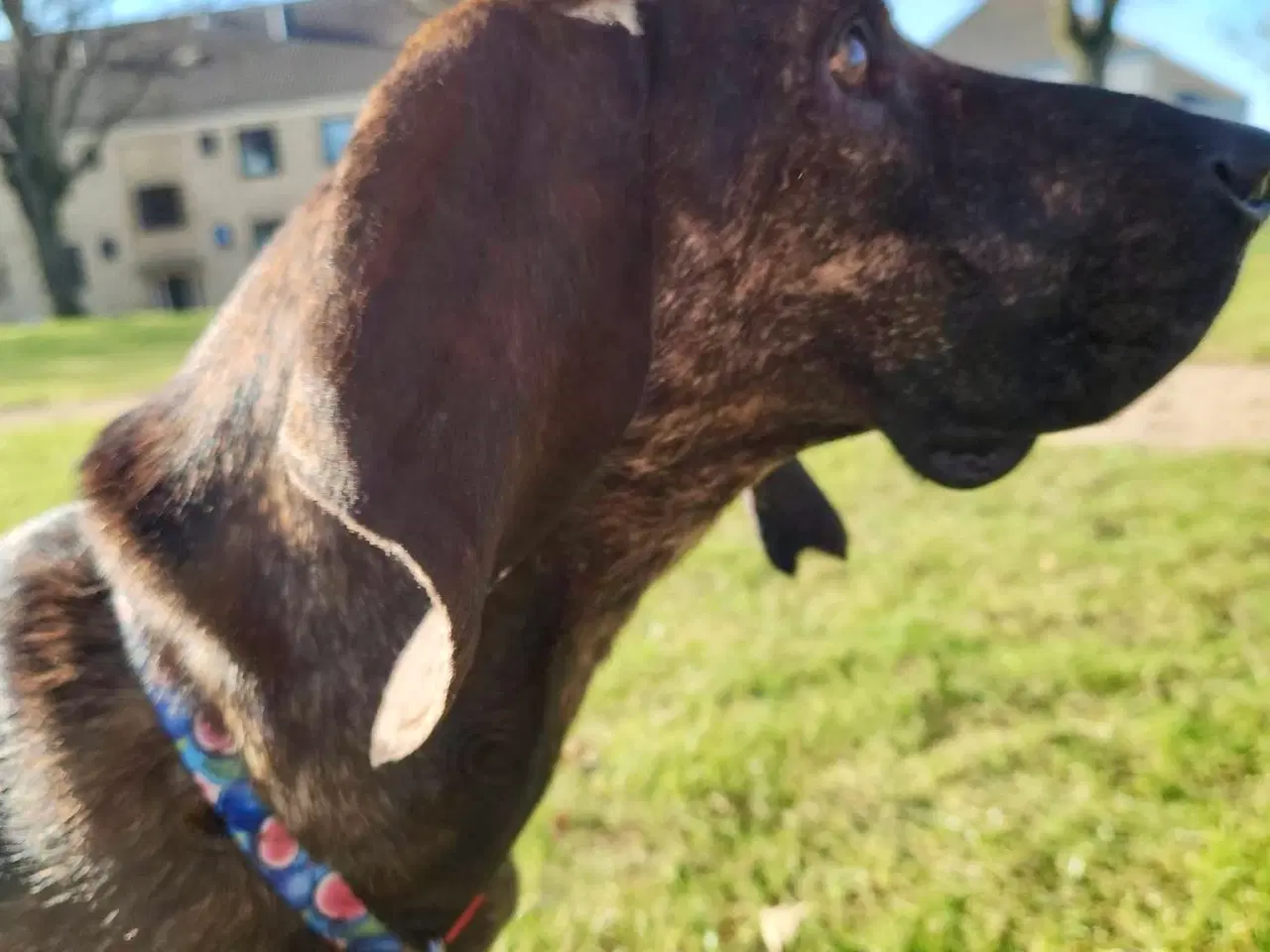 Billede 2 - Dejlige, finurlige Rollo søger ait ønskehjem 🏡💝