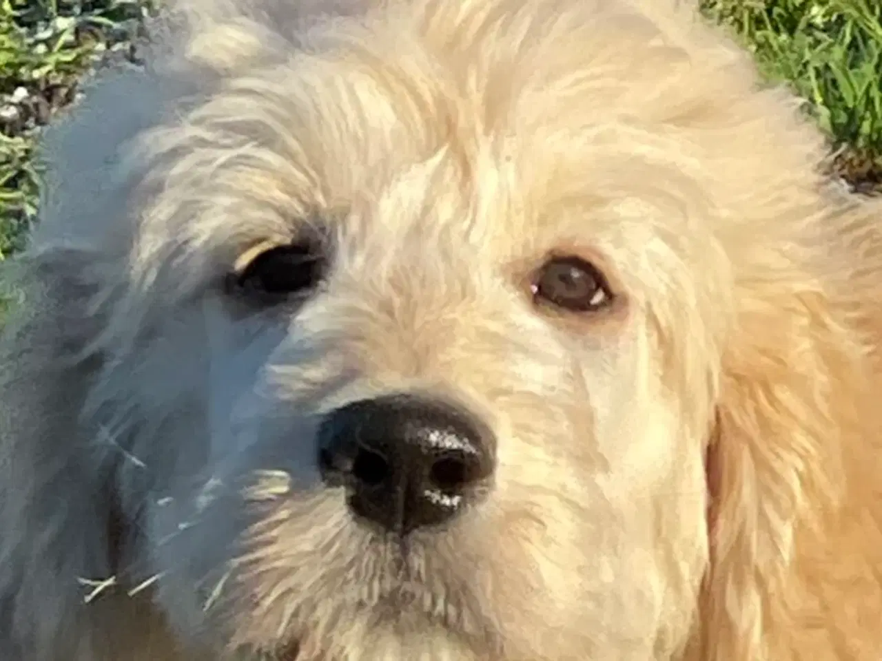 Billede 1 - Goldendoodle-HVALPE