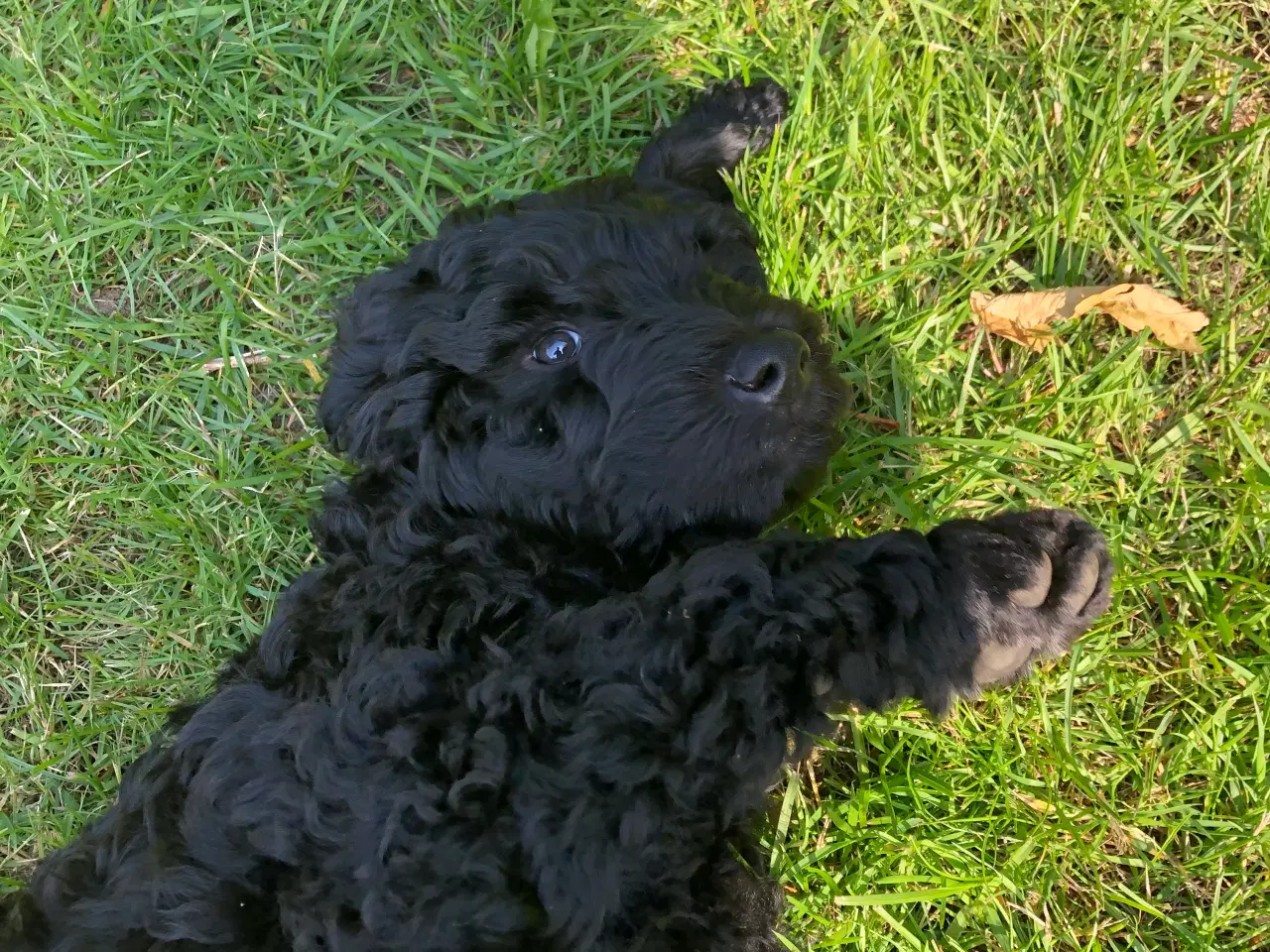 Billede 4 - Goldendoodle hvalp