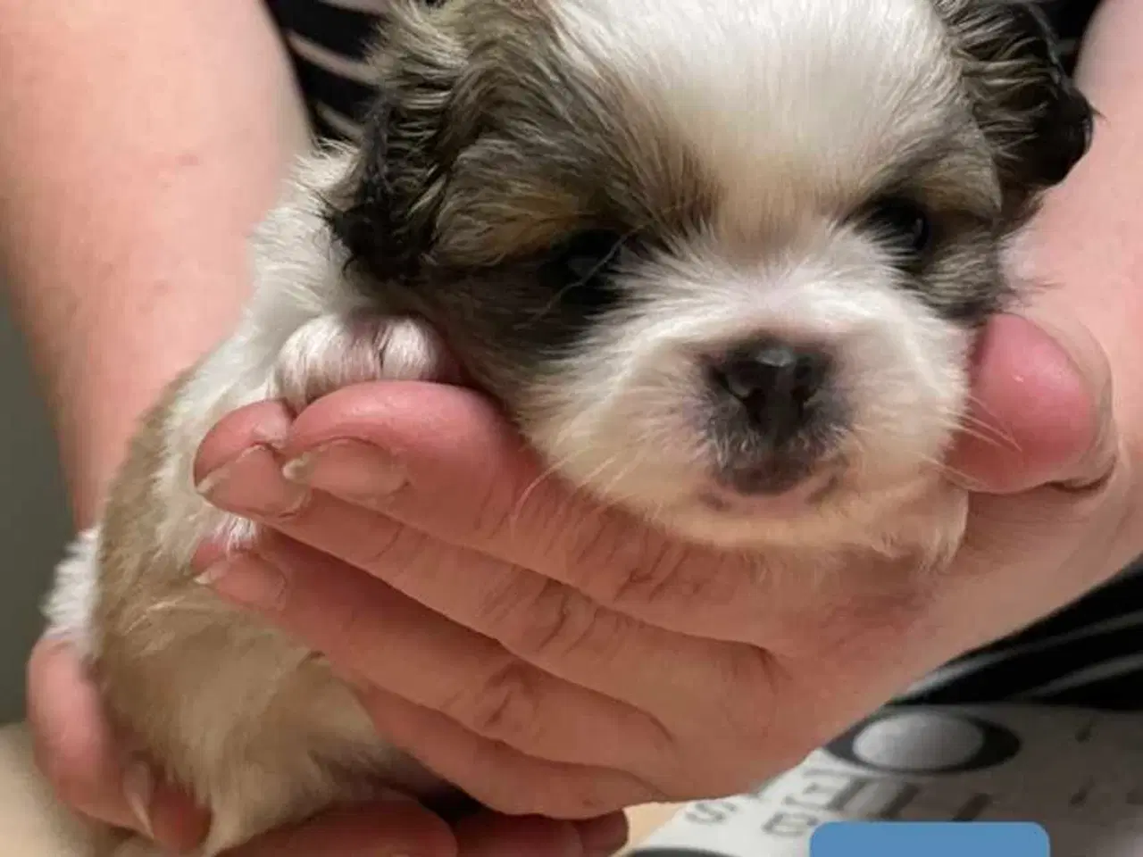 Billede 4 - Skønne blandings hvalpe 