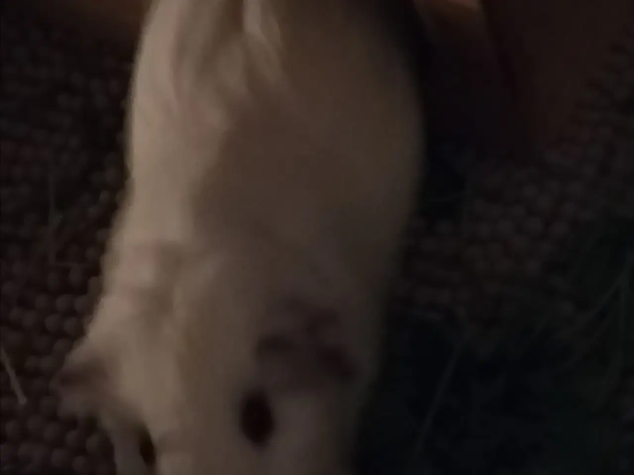 Billede 4 - Prut søger Forever hjem