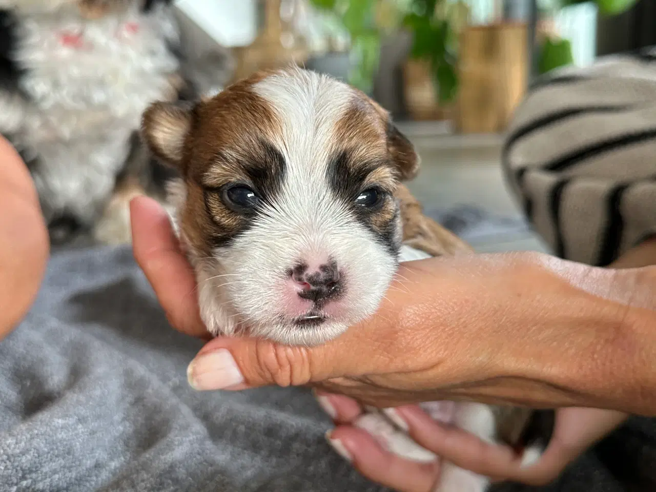 Billede 10 - Bichon Havanais-Jack Russel hvalpe