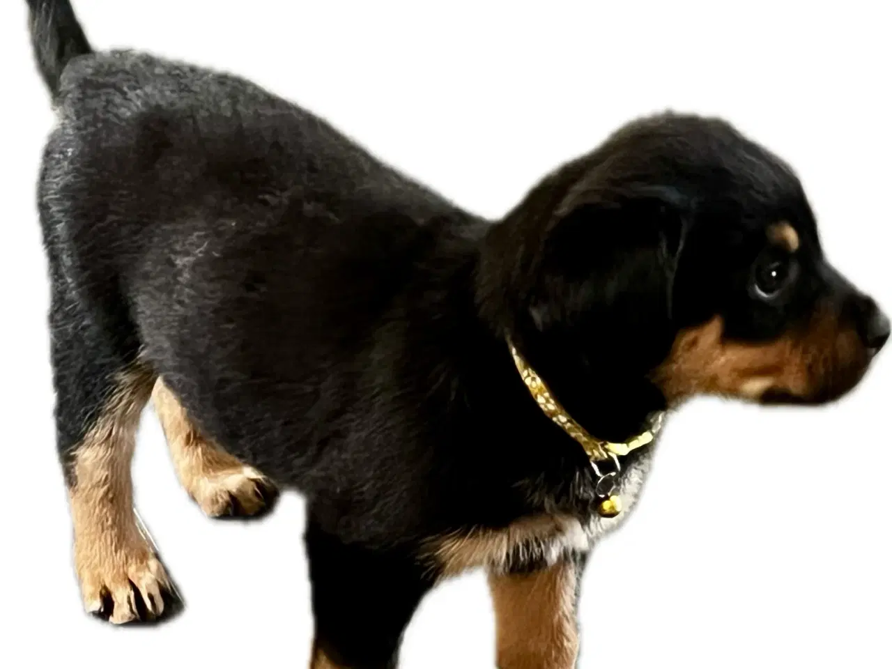 Billede 13 - Rottweiler hvalpe må rejse 20 Juni 2025