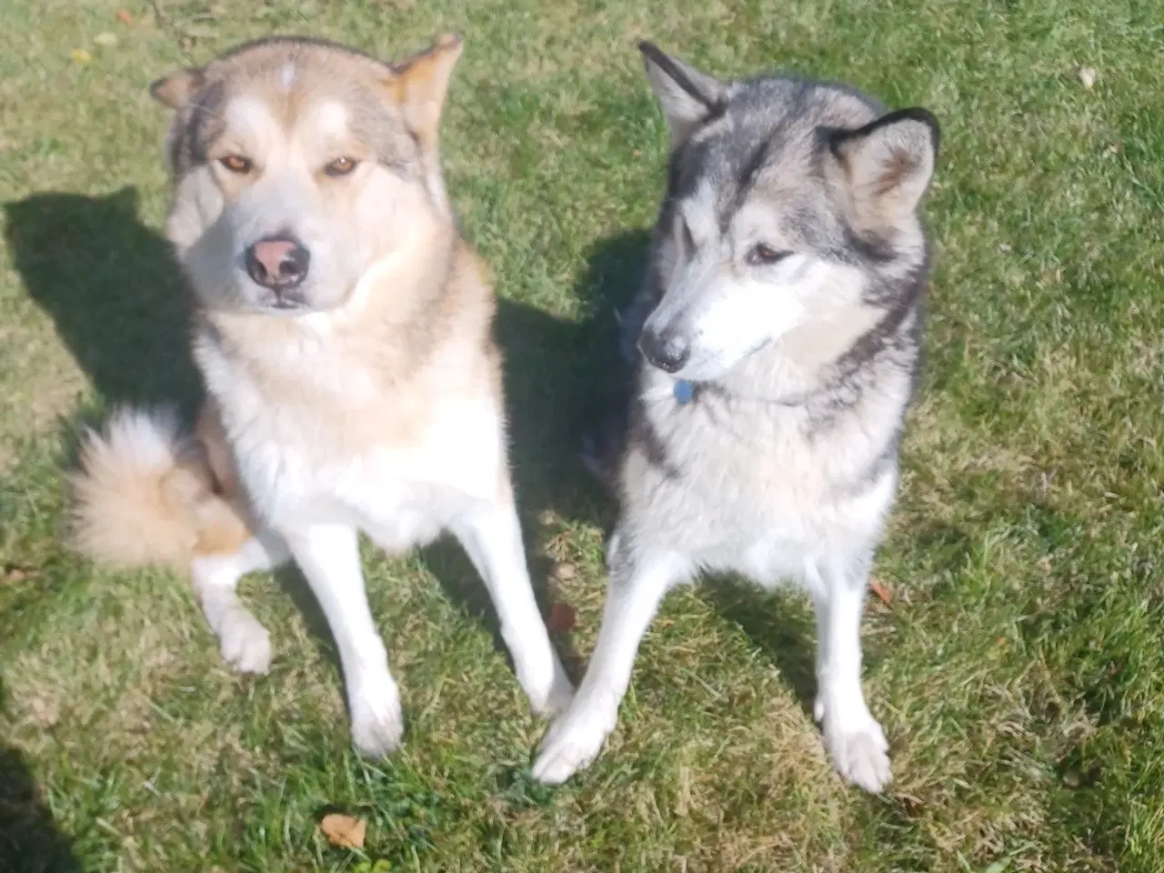 Billede 4 - Alaskan malamute hvalpe født d 8 november