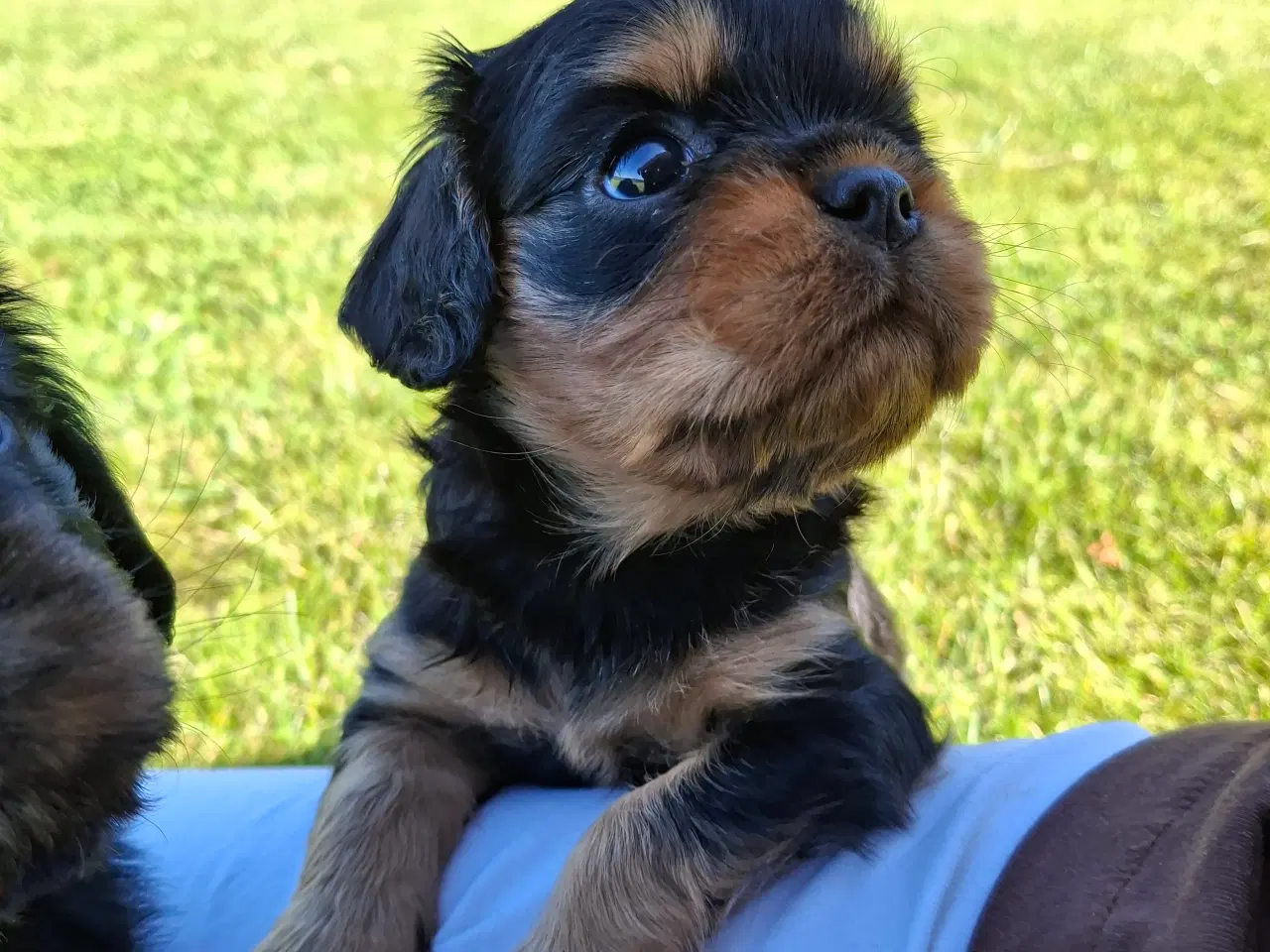 Billede 1 - Cavalier King Charles hvalpe