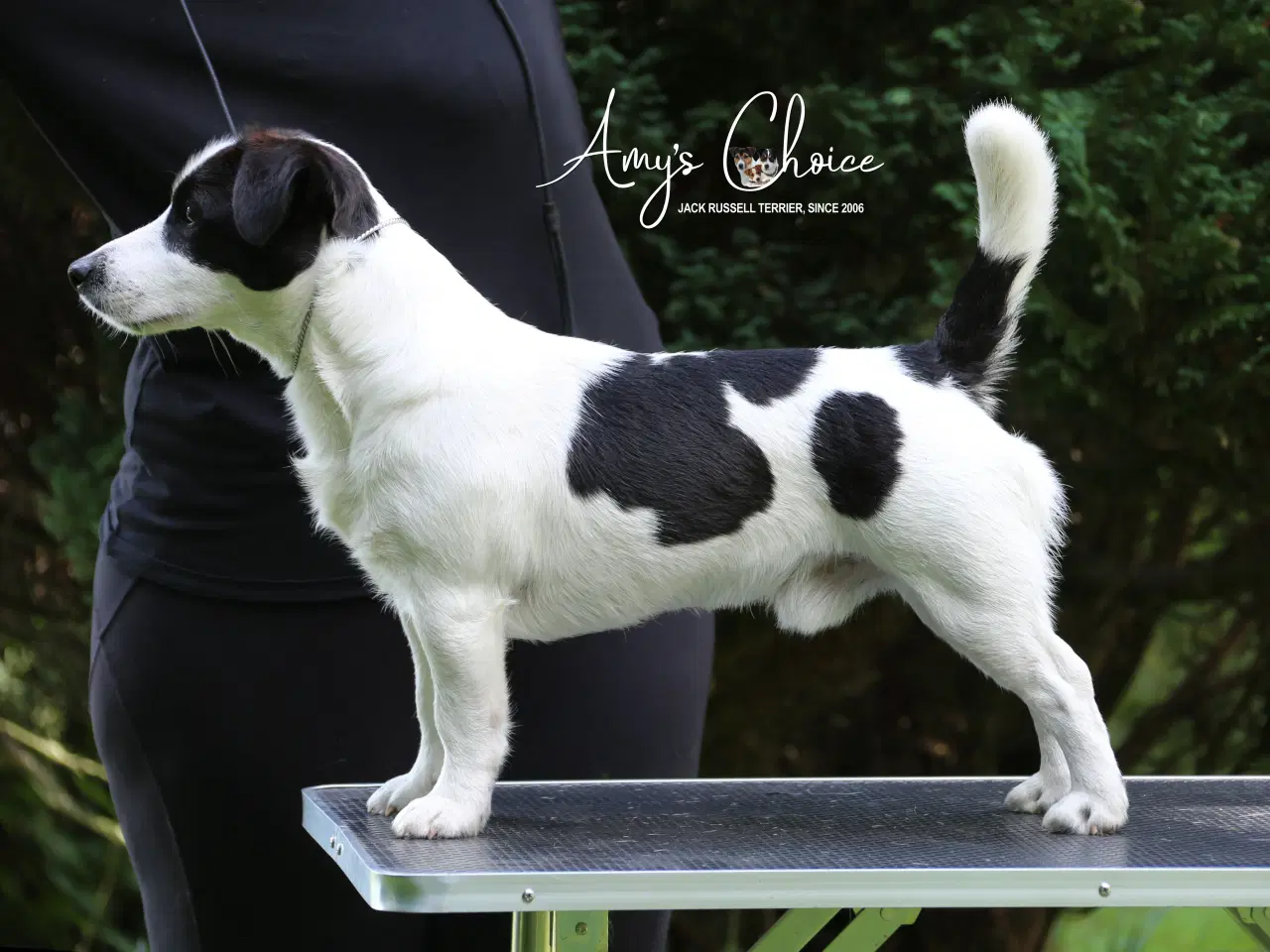 Billede 1 - Jack Russell terrier han til Avl