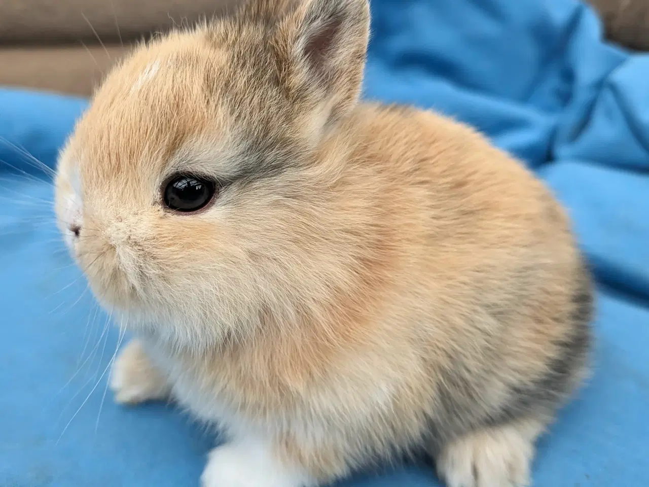 Billede 2 - Hermelin kaninunge sælges 