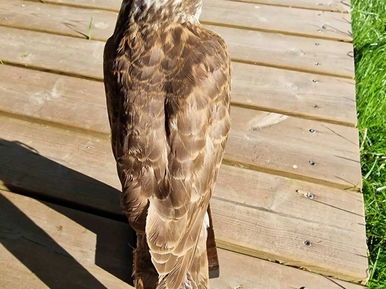 Billede 5 - Spurvehøg siddende på træstub